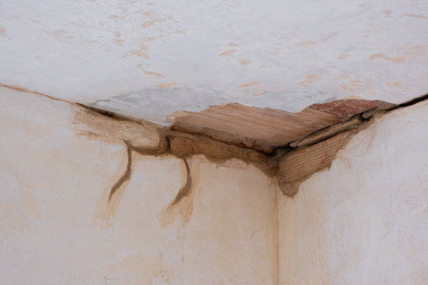 Best Water damage restoration mold remediation  in Logan, WV